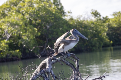 Brown Pelican Monkey River Belize 2022